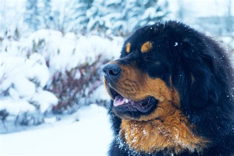 Dogs That Look Like Teddy Bears And Stay Small - PUPPY CUTE DOG