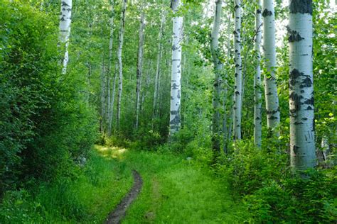 Quaking Aspen Populus Tremuloides Botany With Brit