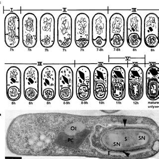 Synthesis Of Cyt1A In B Thuringiensis Strain CryB A Sporulated Cells