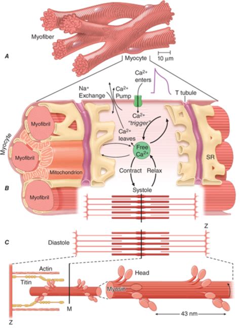 NRS 250 Cardiac Muscle Contraction Diagram | Quizlet