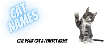 Best Cat Names | 400+ Unique, Cute Names for Cats and Kittens