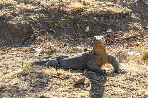 Komodo - Giant Venomous Komodo Dragon Stock Image - Image of dragons ...