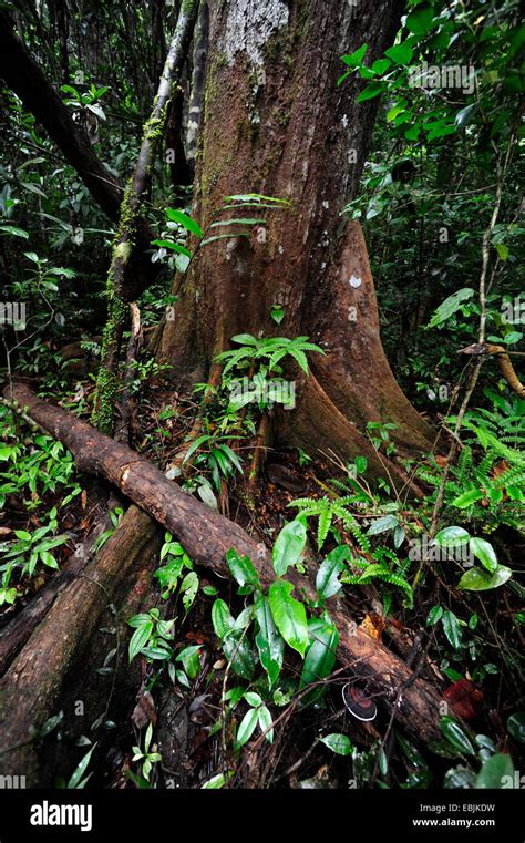 Tropical Rainforest Sri Lanka Sinharaja Forest National Park Stock