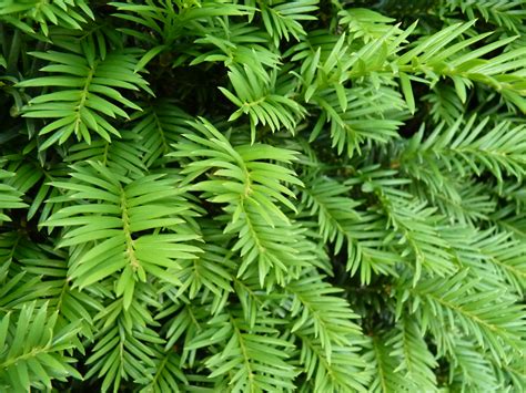 Eibe Taxus baccata pflegeleichte Heckenpflanze günstig kaufen