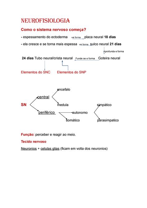 Resumo De Neuroanatomia Neurofisiologia Como O Sistema Nervoso Começa