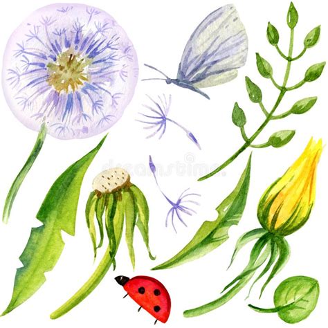 Medicinal Herbs Watercolour Stock Illustrations 336 Medicinal Herbs