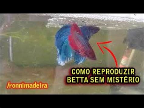 Como Reproduzir Peixe Betta Sem Segredo F Cil Assista Youtube