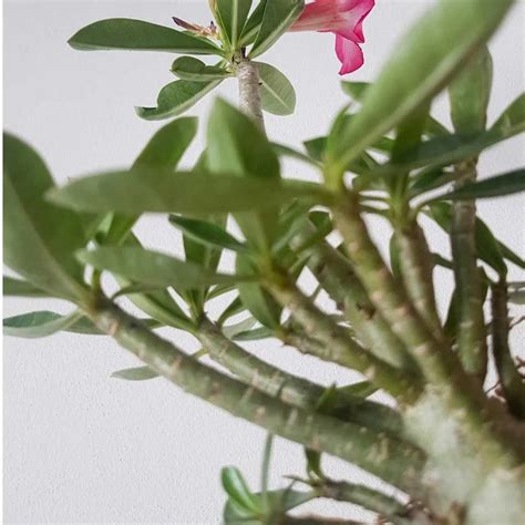 Cuidados De La Rosa Del Desierto Verano E Invierno TeleFlor