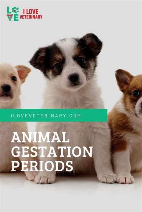 Mammals Gestation Period - Pets Lovers