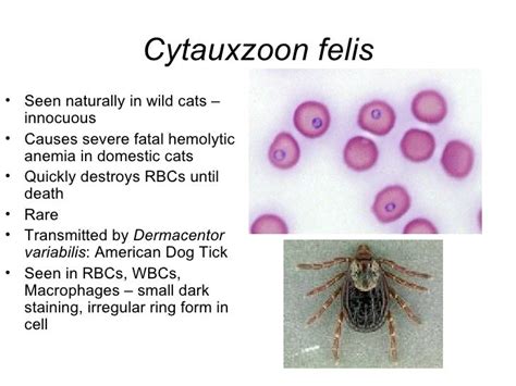 Parasitology Lab Notes