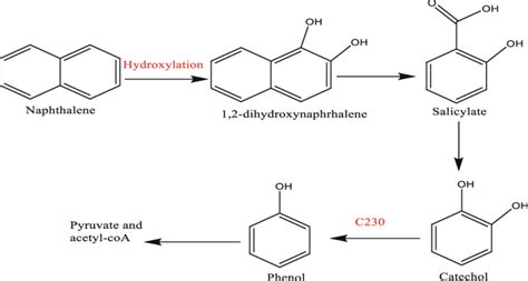 2 The Degradation Pathway Of Naphthalene Download Scientific Diagram