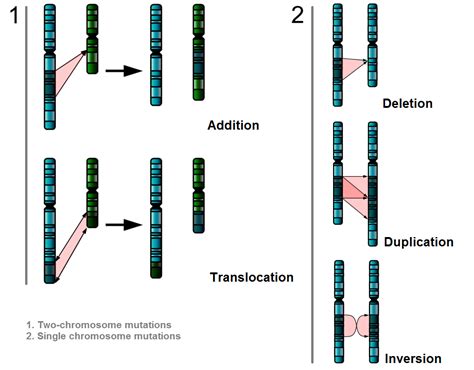 Alteration Of The Sequence Of Bases In Dna Can Alter The Structure Of