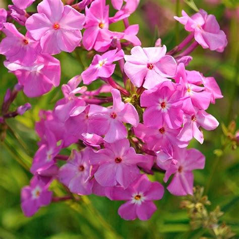 Phlox hybrida - Dobay Kertészet