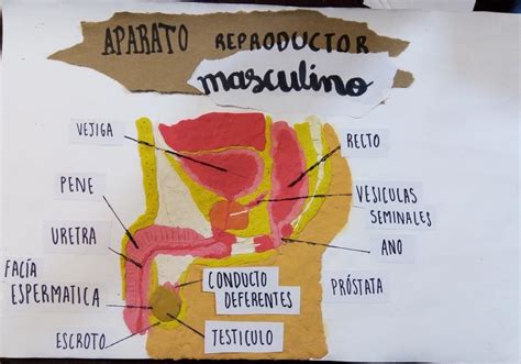 Aparato Reproductor Masculino Th Coggle Diagram Images