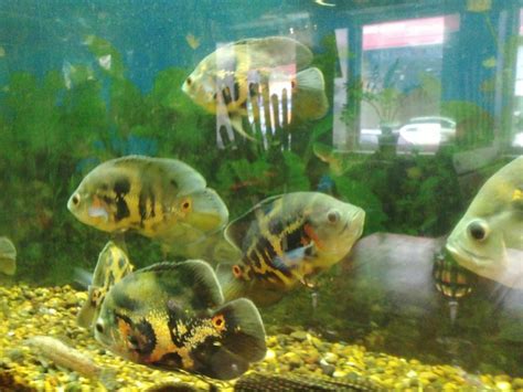 Premium Photo Fish Swimming In Aquarium