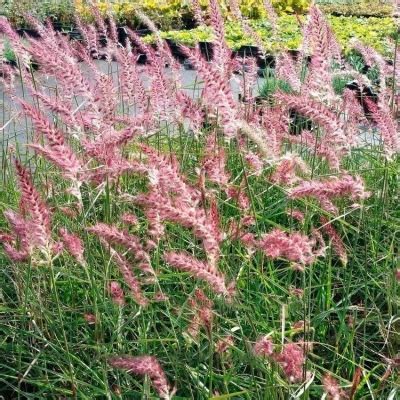 Купить Пеннисетум восточный Flamingo - Пеннисетум - GardenPlants
