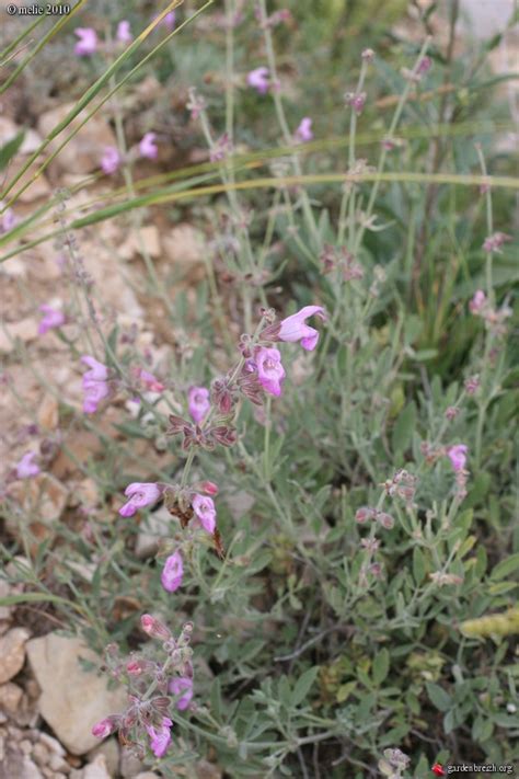 Salvia huberi - melie - Les galeries photo de plantes de GardenBreizh