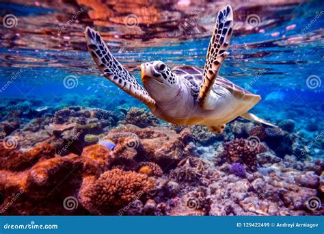 Sea Turtle Swims Under Water on the Background of Coral Reefs Stock ...