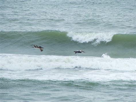 Brown Pelicans Canaveral Beach Merritt Island Florida Flickr