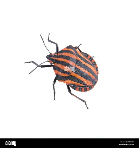 Red Black Striped Shield Bug Isolated On A White Background Stock Photo