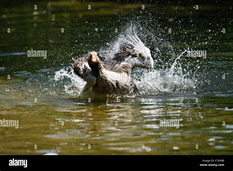 Gray Goose splashing in water ( Anser anser Stock Photo - Alamy