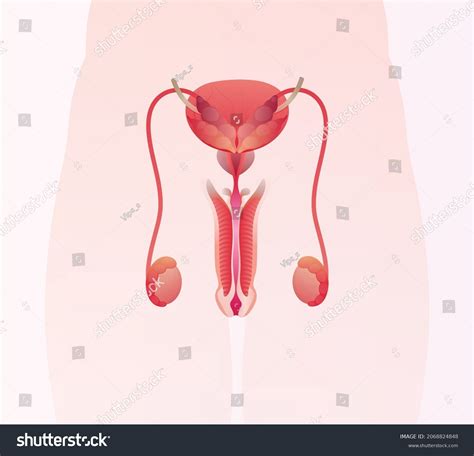 Anatomy Male Reproductive System Stock Vector (Royalty Free) 2068824848 ...