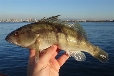 Barred Sand Bass | Mexico – Fish, Birds, Crabs, Marine Life, Shells and ...