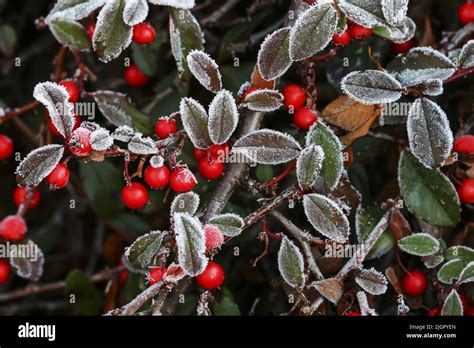 Red Berries Cotoneaster Horizontalis Under The Frost Autumn Time