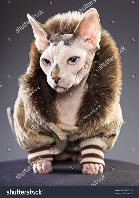 20+ Sphynx Cat With Fur - Furry Kittens