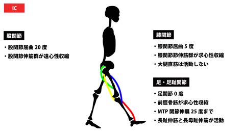 歩行分析～歩行時の筋活動と可動範囲を図で解説～