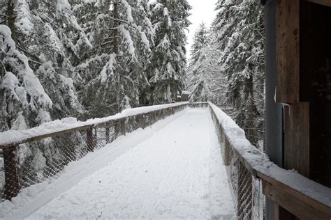 Fotoğraf Bavarianforest Bavyera ormanı güzel Güneş kar şube