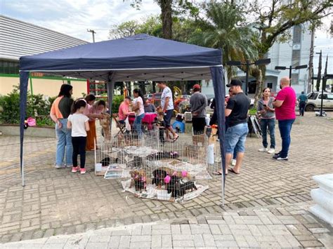 Feira De Ado O De Animais Acontece Em Dois Locais Neste S Bado Em