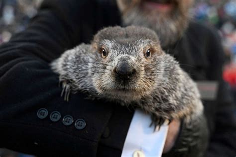 Canadian Groundhog Fred la Marmotte Found Dead Before Groundhog Day