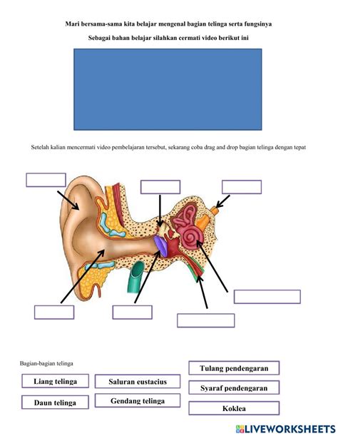 Detail Gambar Bagian Bagian Telinga Dan Fungsinya Koleksi Nomer 17