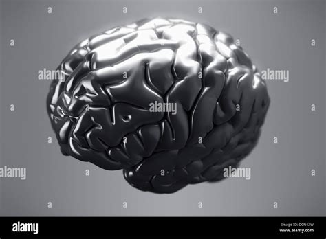 Human Brain Anatomy Superior View Hi Res Stock Photography And Images