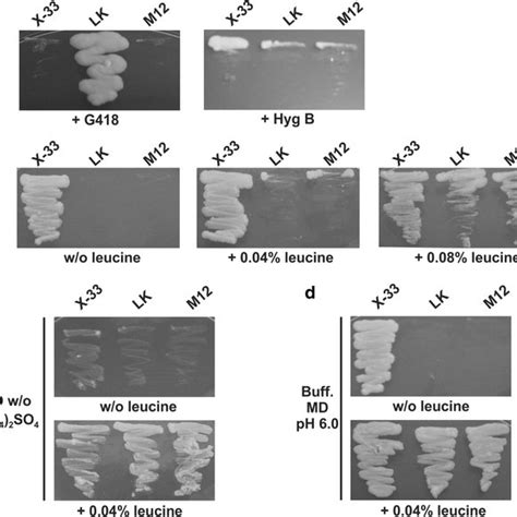 Strain Phenotypic Analysis Strains Lk And M Were Grown In Different