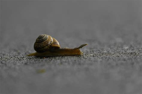 Snail Crossing Slow Free Photo On Pixabay