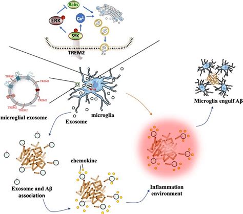 The Microglial Membrane Receptor Trem Mediates Exosome Secretion To