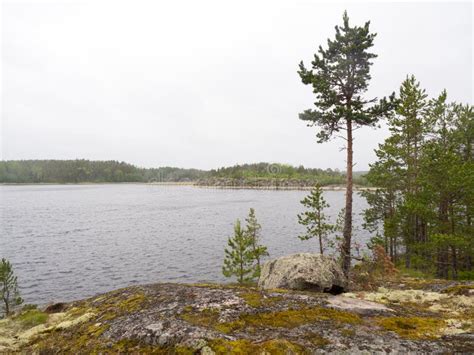 Pine Tree On A Northern Lake Stock Photo Image Of Lake Cloudy 77577070