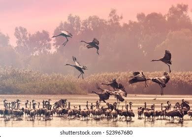 Cranes Flock Sunrise Lake Pastoral Landscape Stock Photo 591003740