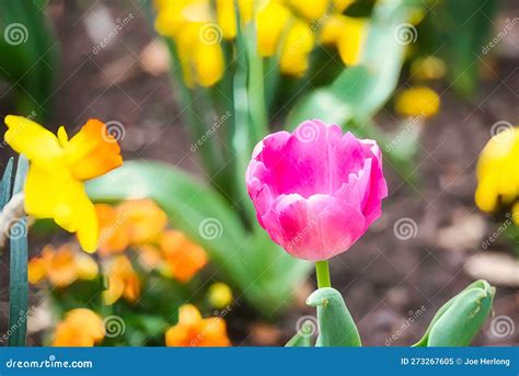 A Beautiful Pink Tulip In A Garden Stock Image Image Of Blooming