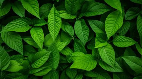 Fundo Folhas Verdes Vibrantes Sobrepostas Em Um Padrão Natural