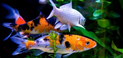 Aquaponie les carpes koi sont elles adaptées