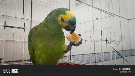 Parrot Brazil Cages. Image & Photo (Free Trial) | Bigstock