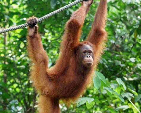 34 Facts About Great Attractor - Facts.net 