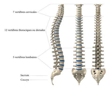 Anatomie de la colonne vertébrale Les scolioses Chirurgie dos Nice