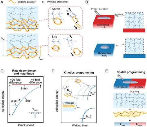 Programming Hydrogel Adhesion With Engineered Polymer Network Topology