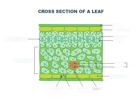 Diagram Of Cross Section Of A Leaf Quizlet