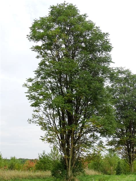 Skinny Latte Kentucky Coffee Tree J Frank Schmidt Son Co