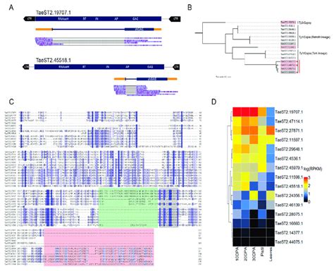 Identification Phylogenetic Analysis And Expression Pattern Of